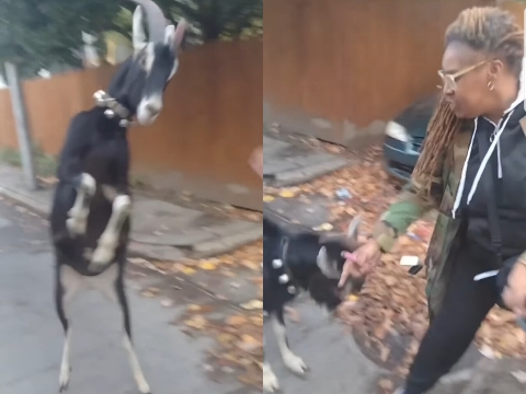Goat Rushes A Woman In The Street