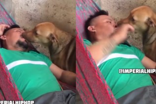 When a Man Is Sleeping, a Dog Licks His Mouth