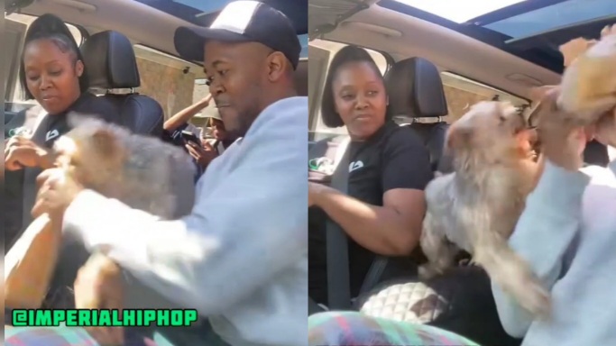 You Better Respect Me or Nobody Will Eat, This Dog Is Pleading