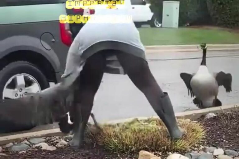 A Woman Snatches a Goose and Its Young and Loads Them into Her Car