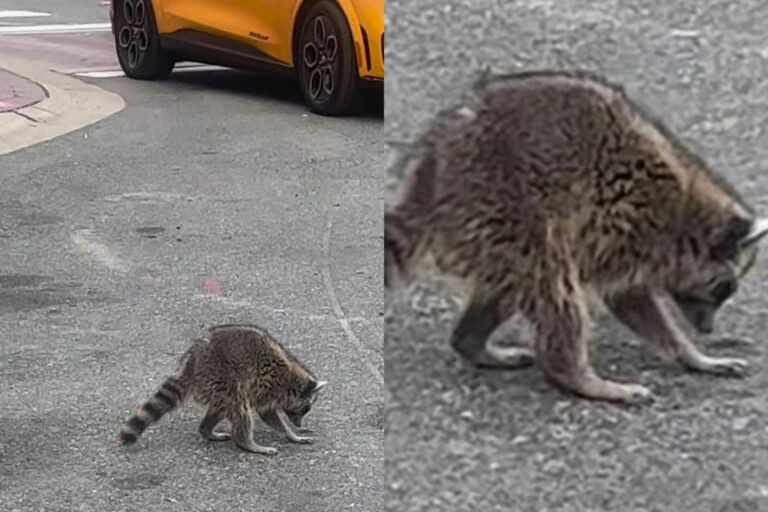 Encounter With A Raccoon: A Slow Motion Surprise