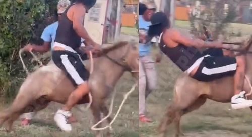 Oh No, He Spilled His Beer! Uncle Takes a Crash Off Pony Despite Thinking He Could Ride It